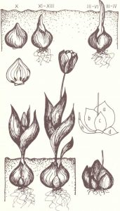 1 pav. Tulpių auginimas ir vystymasis