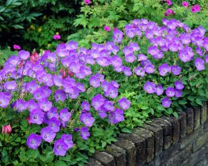 Katilėlis (Campanula) - iš Viduržemio jūros regiono kilęs dvimetis augalas, populiarus Europos ir Šiaurės Amerikos kraštovaizdžiuose.