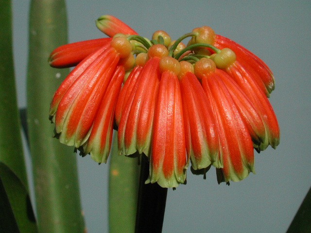 Clivia nobilis Lindl