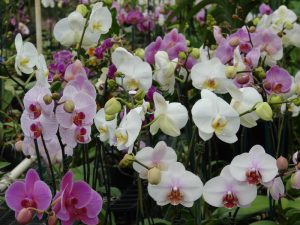 orchidejos nesekmes