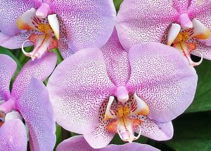 Orchidėjos laikomos pačiomis gražiausiomis gėlėmis.