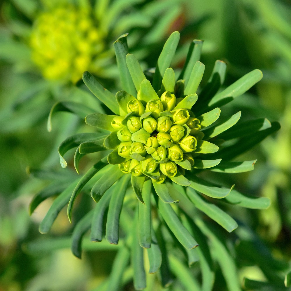Karpažolė (lot. Euphorbia) daugiametė ir vienmetė gėlė priežiūra, auginimas, ligos kenkėjai