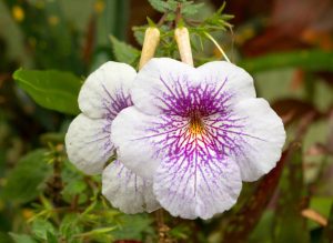 Jei ieškote gražaus, lengvai auginamo augalo, kuris papildytų jūsų kolekciją, Achimenė yra puikus pasirinkimas