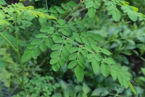 Aliejinė moringa (Moringa oleifera) - Indijos ir Bangladešo Himalajų kalnų papėdėje yra botaninis perlas, kuris garsėja ypatingomis maistinėmis ir gydomosiomis savybėmis.