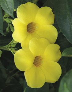 Allamanda yra gražus ir ryškus žydintis augalas, kuris gali suteikti spalvų bet kokiam sodui ar patalpai.