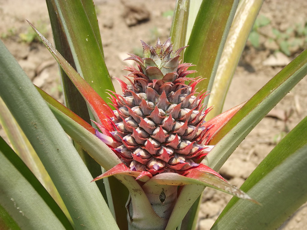 Ananasas (Ananasas) - skanus atogrąžų vaisius, kuriame gausu maistingųjų medžiagų ir sveikatai naudingų medžiagų