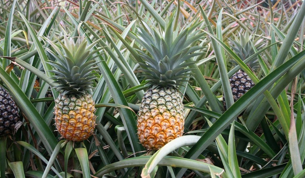 Ananasai, yra neįtikėtinai skanūs ir maistingi atogrąžų vaisiai. Jie ne tik labai skanūs, bet ir kupini vitaminų bei mineralų