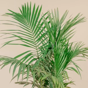 Archontophoenix, dar vadinama karališkąja palme, yra populiarus dekoratyvinis augalas, kilęs iš Australijos.