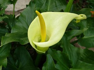 Aronų augalas, dar žinomas kaip kalijų lelija arba zantedešija, yra nuostabus žydintis augalas, žavintis elegantiška forma ir ryškiomis spalvomis.