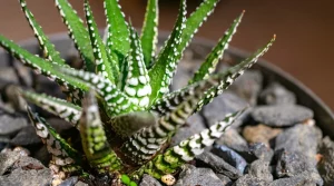 Avortija, dar vadinama zebro kaktusu, yra sukulentų rūšis, kilusi iš Pietų Afrikos.