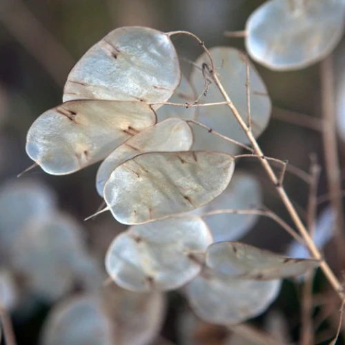 Blizgė, dar vadinama "sidabrinio dolerio augalu", yra gražus ir unikalus bet kurio sodo priedas.
