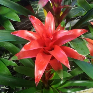 Bromelijos - tai įdomi ir įvairi augalų grupė, garsėjanti nuostabiais lapais ir egzotiškais žiedais.