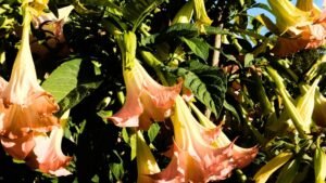 Brugmansija (Brugmansia) - sodinimas, auginimas ir priežiūra Lietuvoje