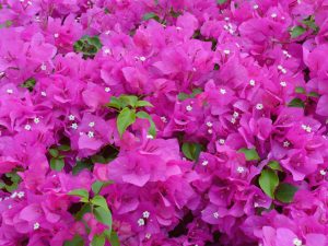 Bugenvilija yra vienas gražiausių ir universaliausių žydinčių augalų, kuriuos galite turėti savo sode ar balkone.