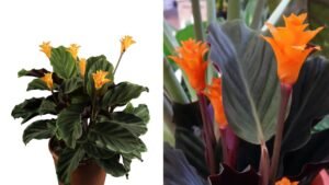 Krokinė kalatėja (Calathea crocata) - auginimas ir priežiūra kambaryje