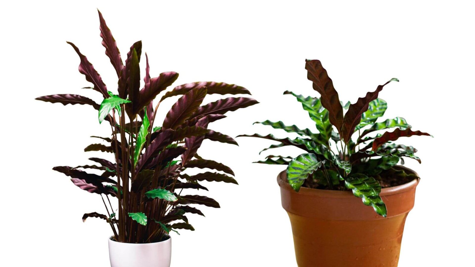 Pūkuota plunksninė arba aksominė kalatėja (Goeppertia rufibarba (syn. Calathea rufibarba)