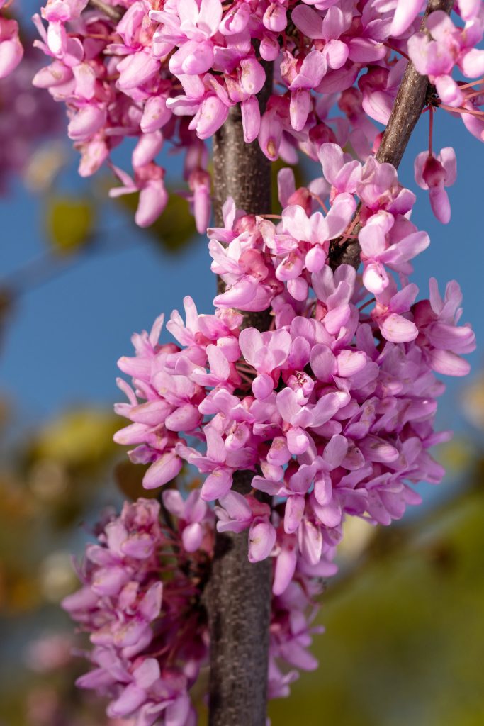 Cercis, dar vadinamas raudonžiedžiu medžiu, yra gražus ir unikalus augalas, vertinamas dėl nuostabių rausvų arba violetinių žiedų, žydinčių ankstyvą pavasarį.