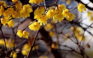 Chimonanthus, paprastai vadinamas žiemos saldėsiu, yra gražus ir kvapnus augalas, kuris garsėja savo gebėjimu žydėti žiemą.