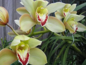 Cimbidis orchidėjos yra viena populiariausių orchidėjų rūšių, auginamų visame pasaulyje. Jos mėgstamos dėl nuostabių ir ilgai išliekančių žiedų, kurie būna įvairių spalvų ir dydžių