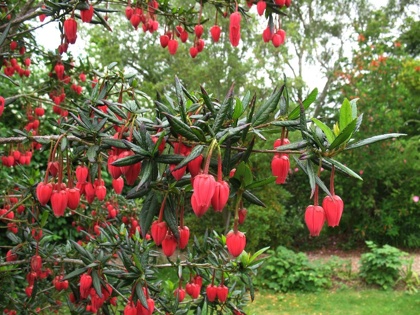 Krinodendras, dar žinomas kaip Čilės žibintų medis, yra gražus žydintis augalas, kilęs iš Pietų Amerikos