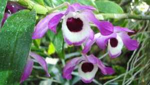 Dendrobis orchidėjos yra vienos iš puikiausių ir paklausiausių orchidėjų visame pasaulyje