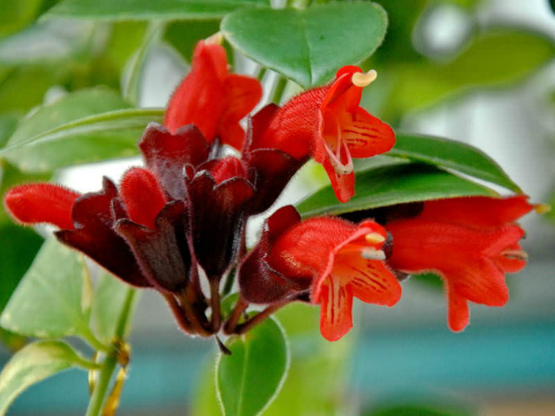 Eschinantas yra žydinčių augalų gentis, kilusi iš tropinių ir subtropinių regionų.