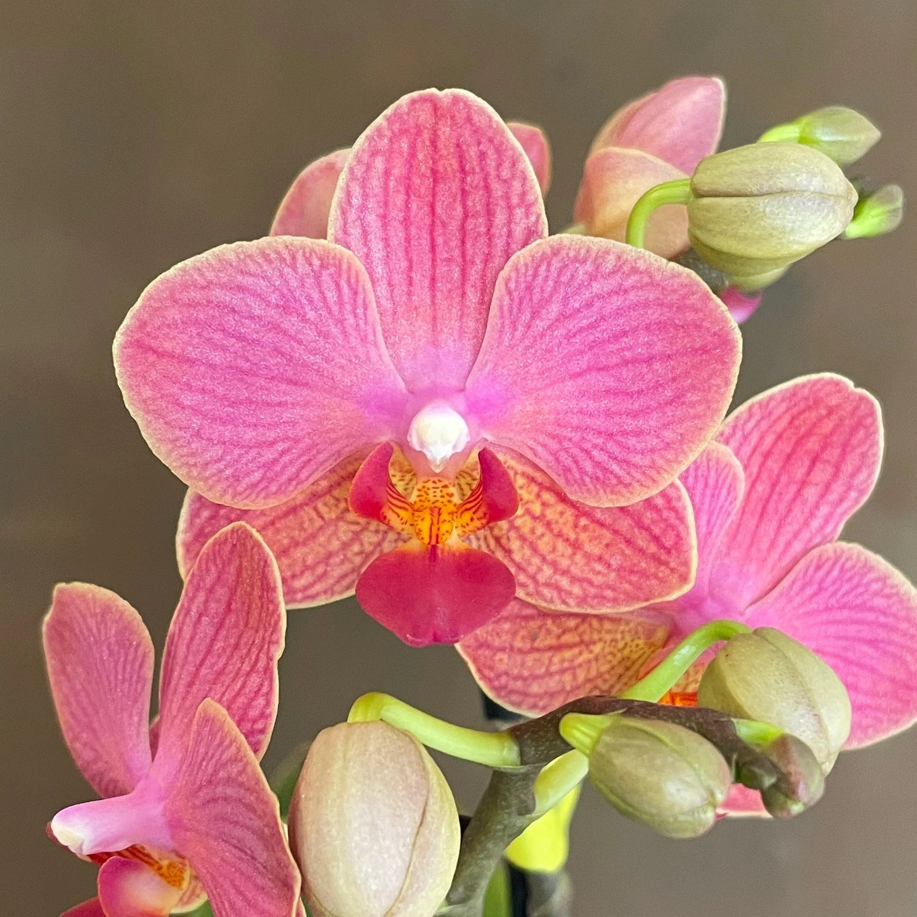Falenopsis orchidėjos, yra viena populiariausių orchidėjų rūšių.