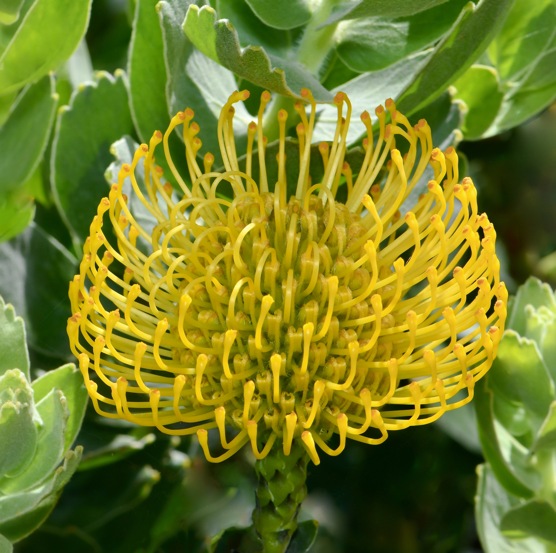 Gaismis, dar vadinamas pincushion protea, yra nuostabus augalas, kilęs iš Pietų Afrikos