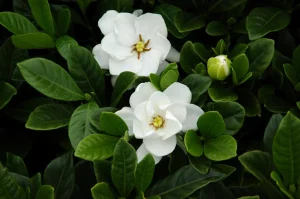 Gardenijos yra gražus ir kvapnus bet kurio sodo priedas.