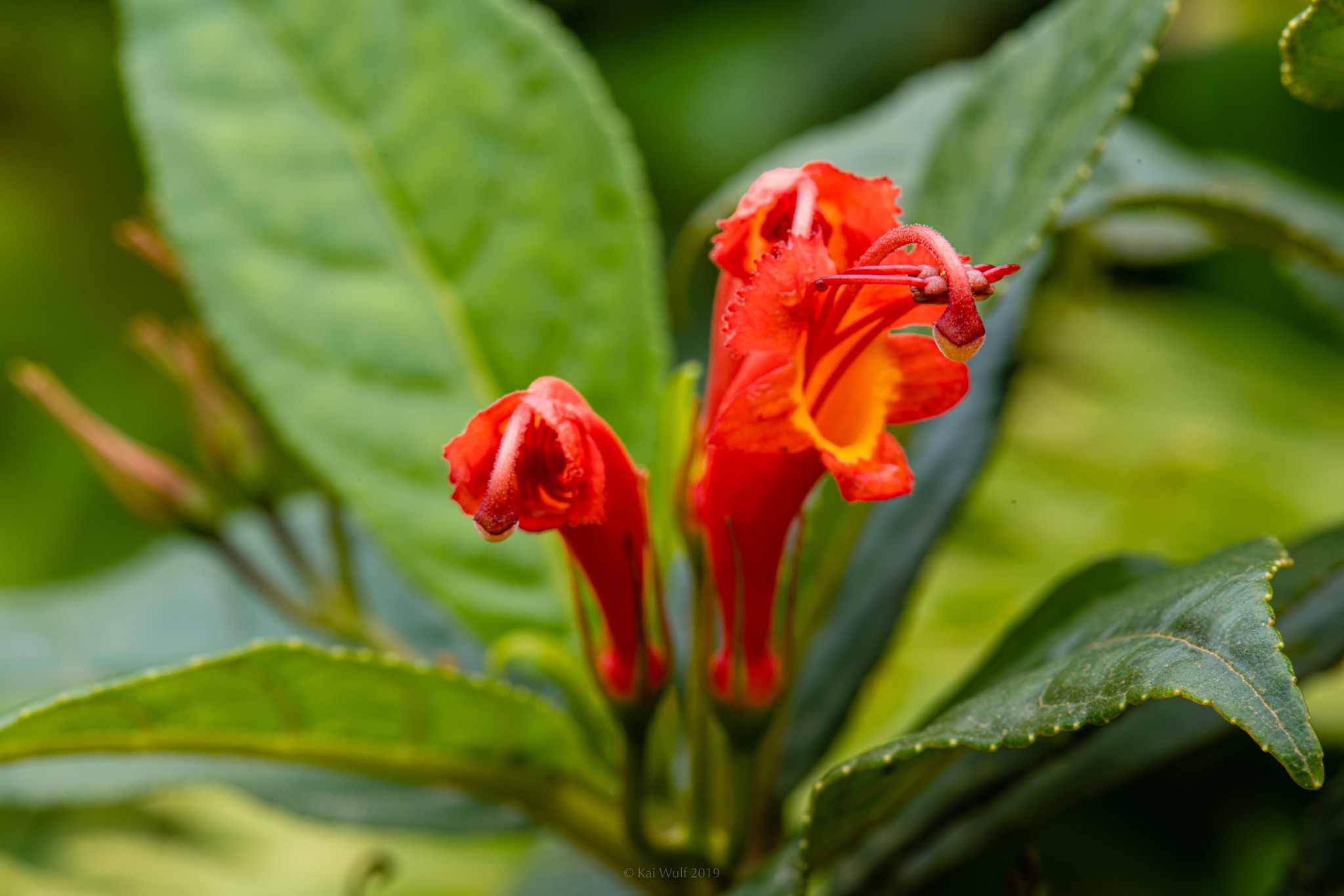 Gesnerijos - tai gražiai žydinčių augalų grupė, kilusi iš tropinių pasaulio regionų.