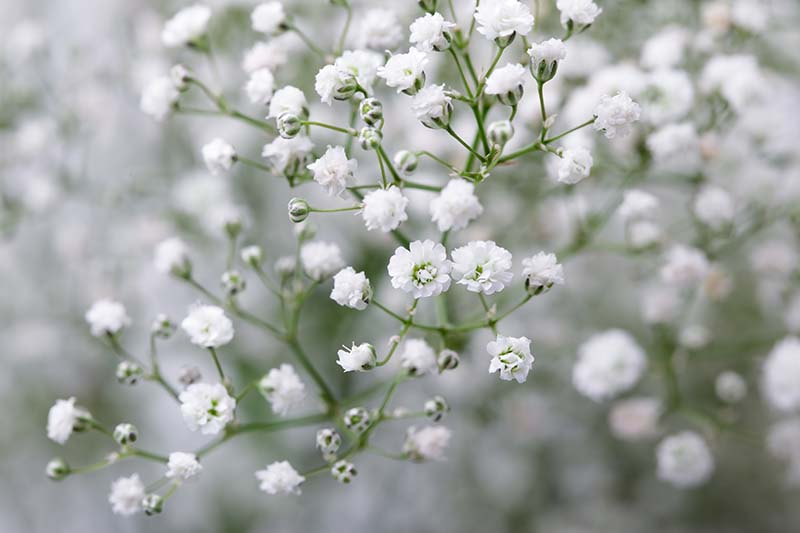 Guboja yra švelni ir graži gėlė, kuri jau šimtmečius mėgstama gėlininkų ir sodininkų.