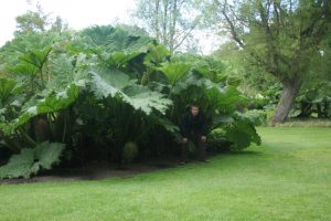 Gunnera augalai dėl savo didingo dydžio ir unikalios išvaizdos nuostabiai papildo bet kurį sodą.