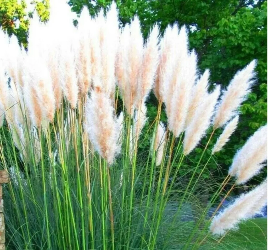 Gynerium, paprastai vadinamas pampų žole, yra gražus ir universalus augalas, galintis bet kuriam sodui ar kraštovaizdžiui suteikti elegancijos ir rafinuotumo
