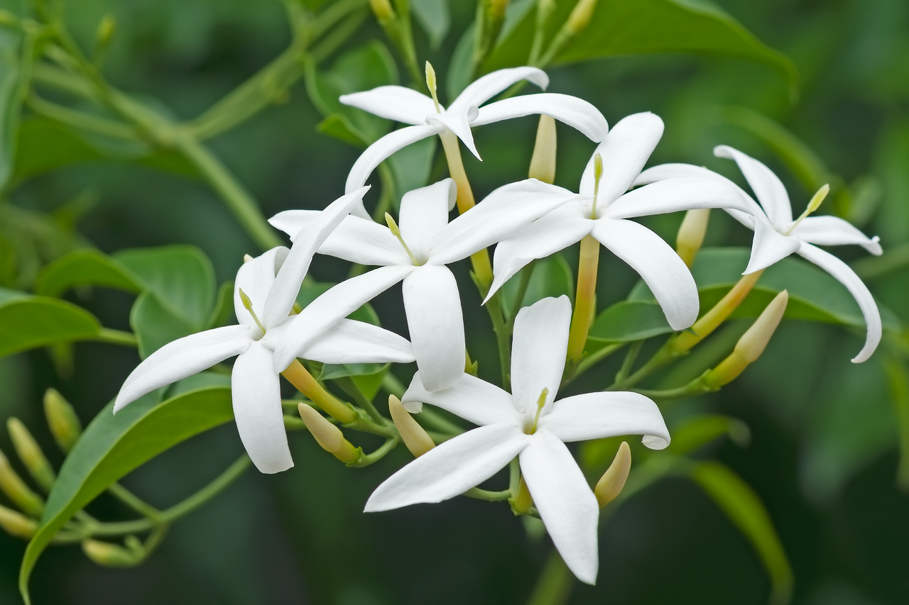Jazminaičiai yra gražus žydintis augalas, kuris suteikia elegancijos bet kuriam sodui ar namams.