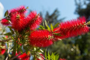 Kalistemonas (Callistemon) - greitai augantis krūmas, gerai žinomas dėl savo kaskadinių šakų ir raudonų žiedų, primenančių ugniakurą.