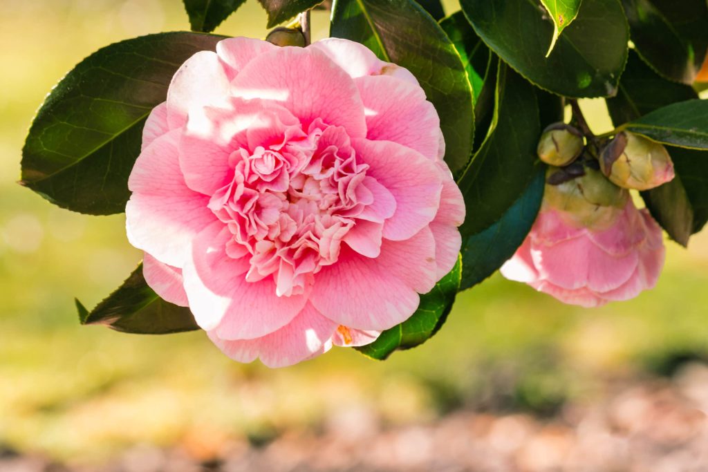 Kamelija (Camellia) - visžalis krūmas su blizgančiais, obsidiano spalvos lapais ir gausiais, puošniais žiedais
