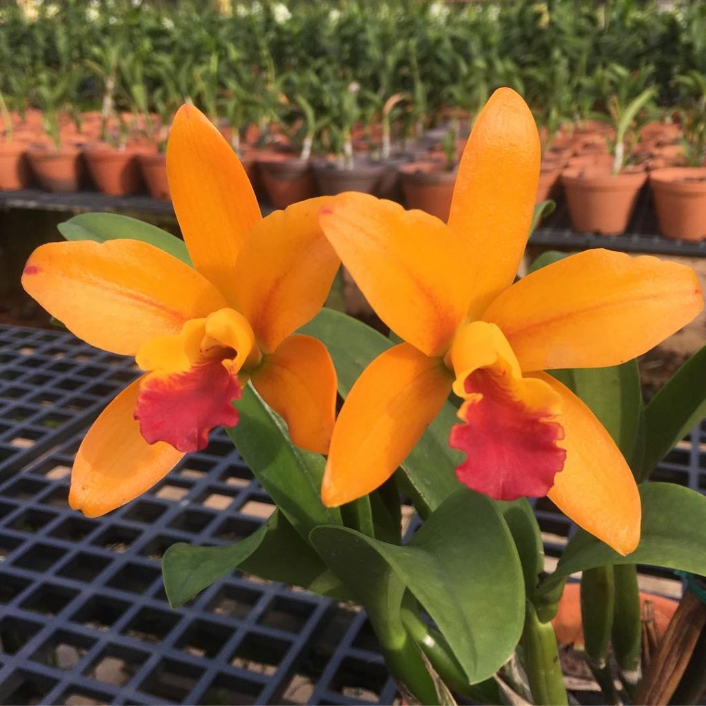 Katlėjos orchidėjos garsėja nuostabiai gražiais ir kvapniais žiedais, todėl jas mėgsta ir patyrę, ir pradedantieji sodininkai.