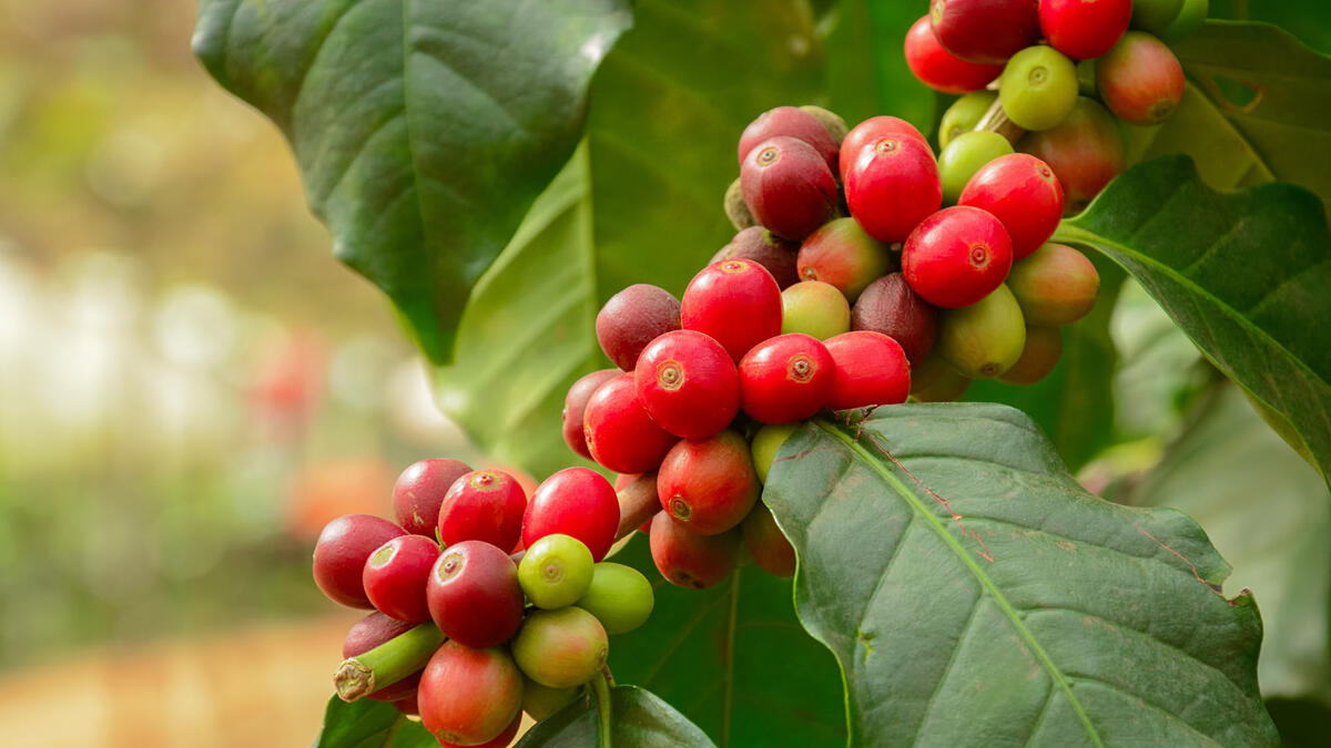 Kavamedis, iš kurio gaminama kava, yra atogrąžų visžalis krūmas, kurį galima auginti namuose ir gauti begalę šviežių kavos pupelių.