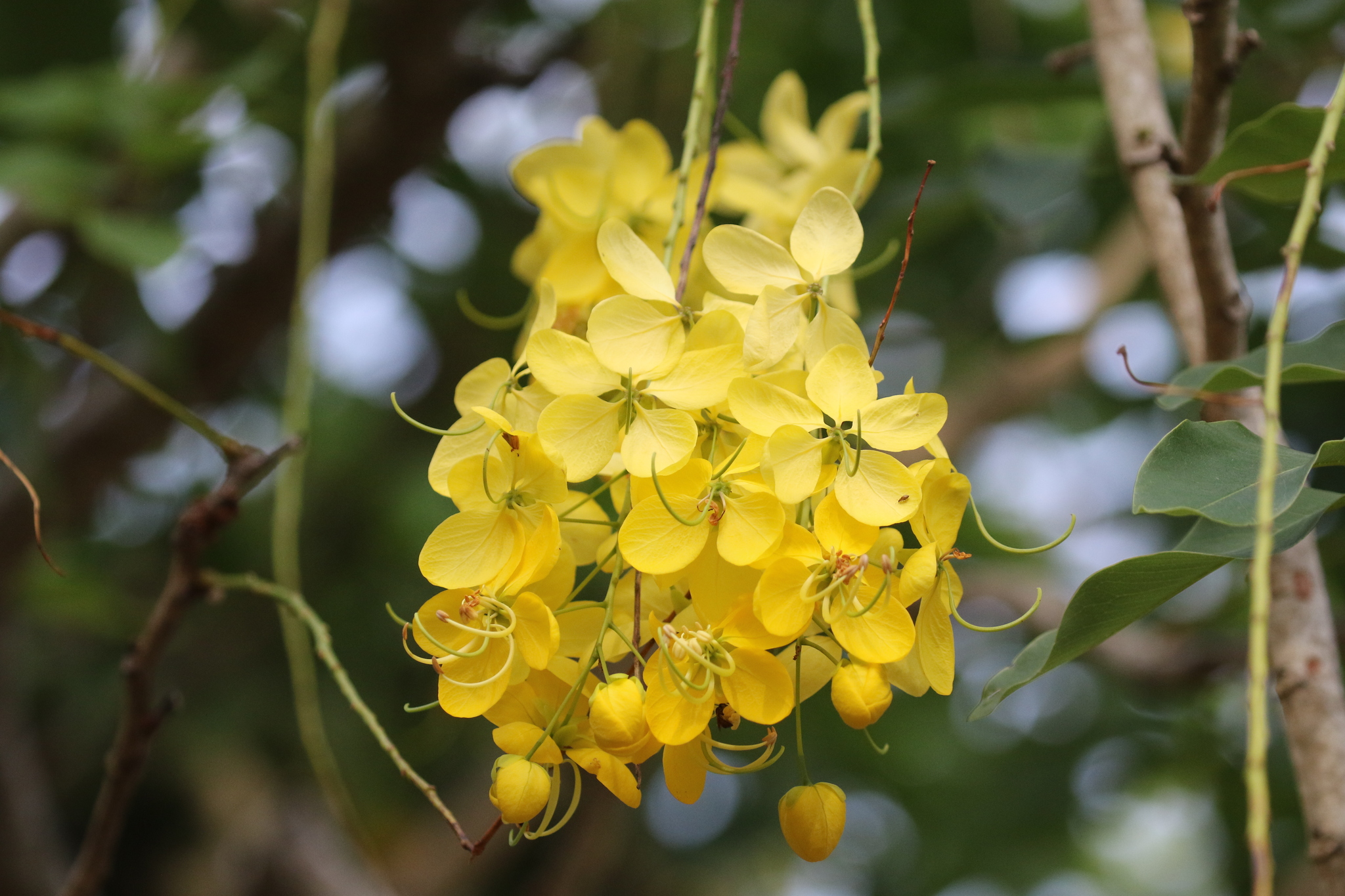 Kininis cinamonas augalai yra gražus bet kokio sodo ar patalpos priedas. Jų ryškiai geltoni žiedai ir nėriniuota lapija suteikia tropinio stiliaus prieskonį