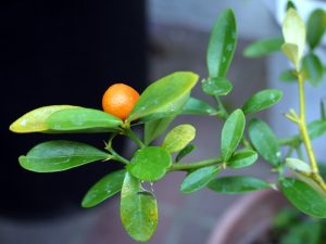 Kinkanai, yra palyginti nežinomi citrusiniai vaisiai, kuriuose gausu skonio ir maistingųjų medžiagų.