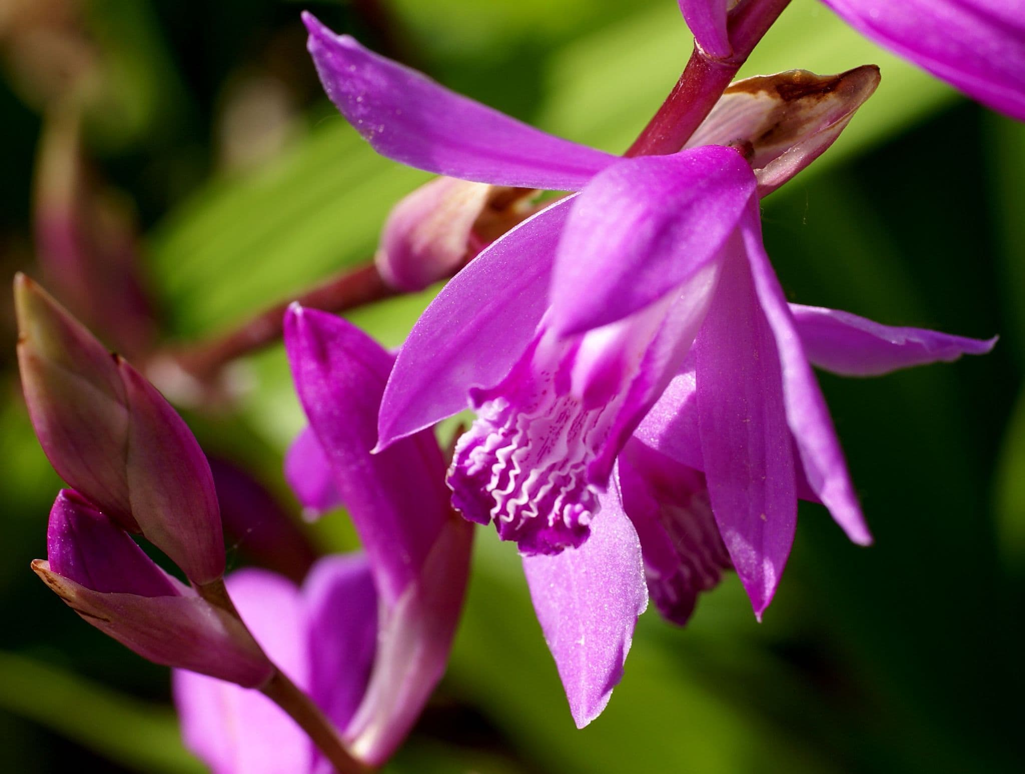 "Kryputė" orchidėjos, dar žinomos kaip "kiniškos žemės orchidėjos", yra gražus ir egzotiškas sodo ar kambarinių augalų kolekcijos priedas.