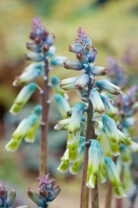 Lachenalia - tai spalvingų, lengvai auginamų augalų gentis, mėgstama sodininkų ir dėl savo įspūdingo grožio, ir dėl paprastos priežiūros.