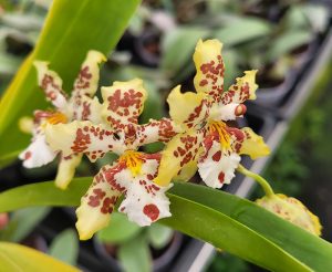 Orchidėjos yra vienos gražiausių ir egzotiškiausių gėlių pasaulyje.
