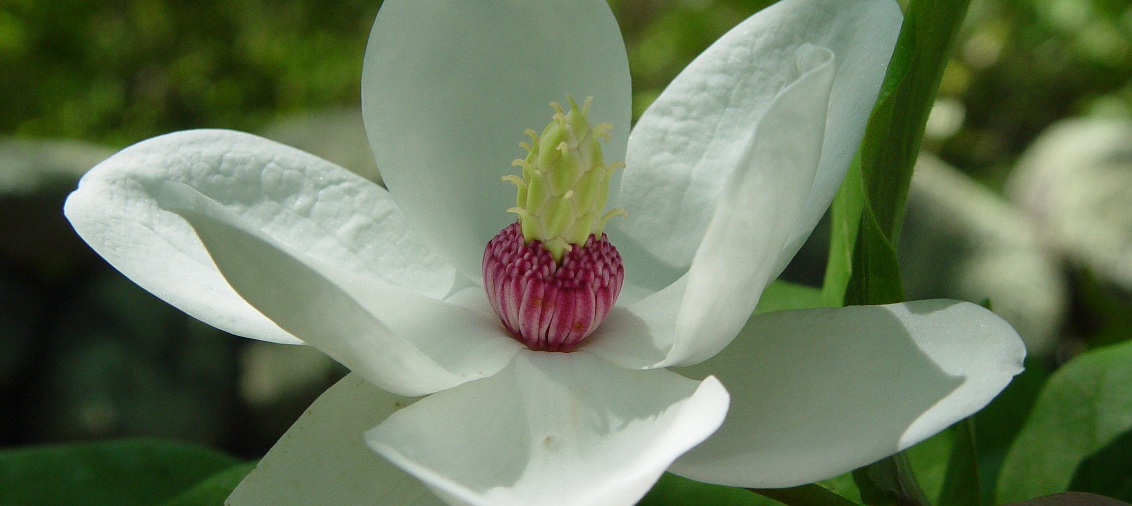 Magnolijos yra simbolinis Amerikos pietų simbolis, garsėjantis nuostabiais žiedais ir didingumu.