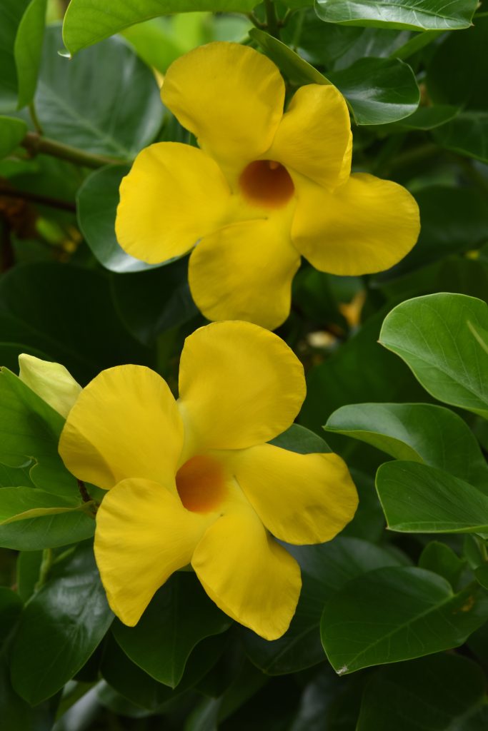 Mandevila augalai yra gražūs tropiniai vijokliniai augalai, kurie bet kuriam sodui ar patalpai gali suteikti spalvų ir elegancijos.