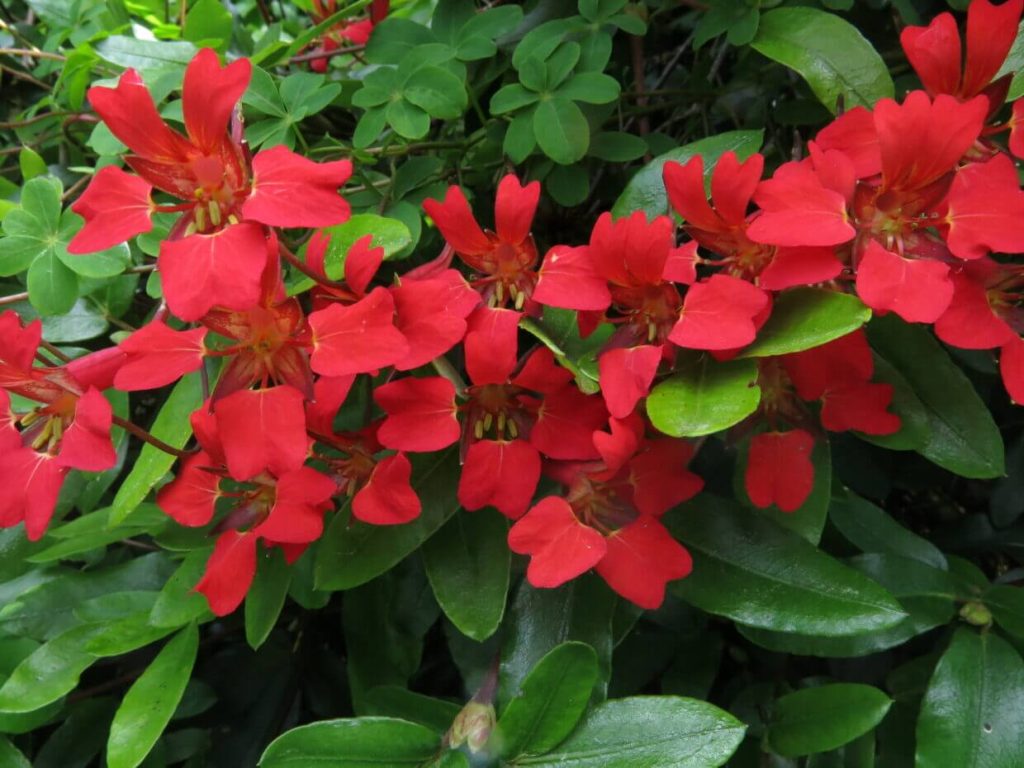 Nasturtė (Tropaeolum) - šios žolinės gėlės kilusios iš Pietų ir Centrinės Amerikos