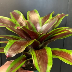 Neoregelia yra graži ir įvairi bromeliadų gentis, kilusi iš Pietų Amerikos.