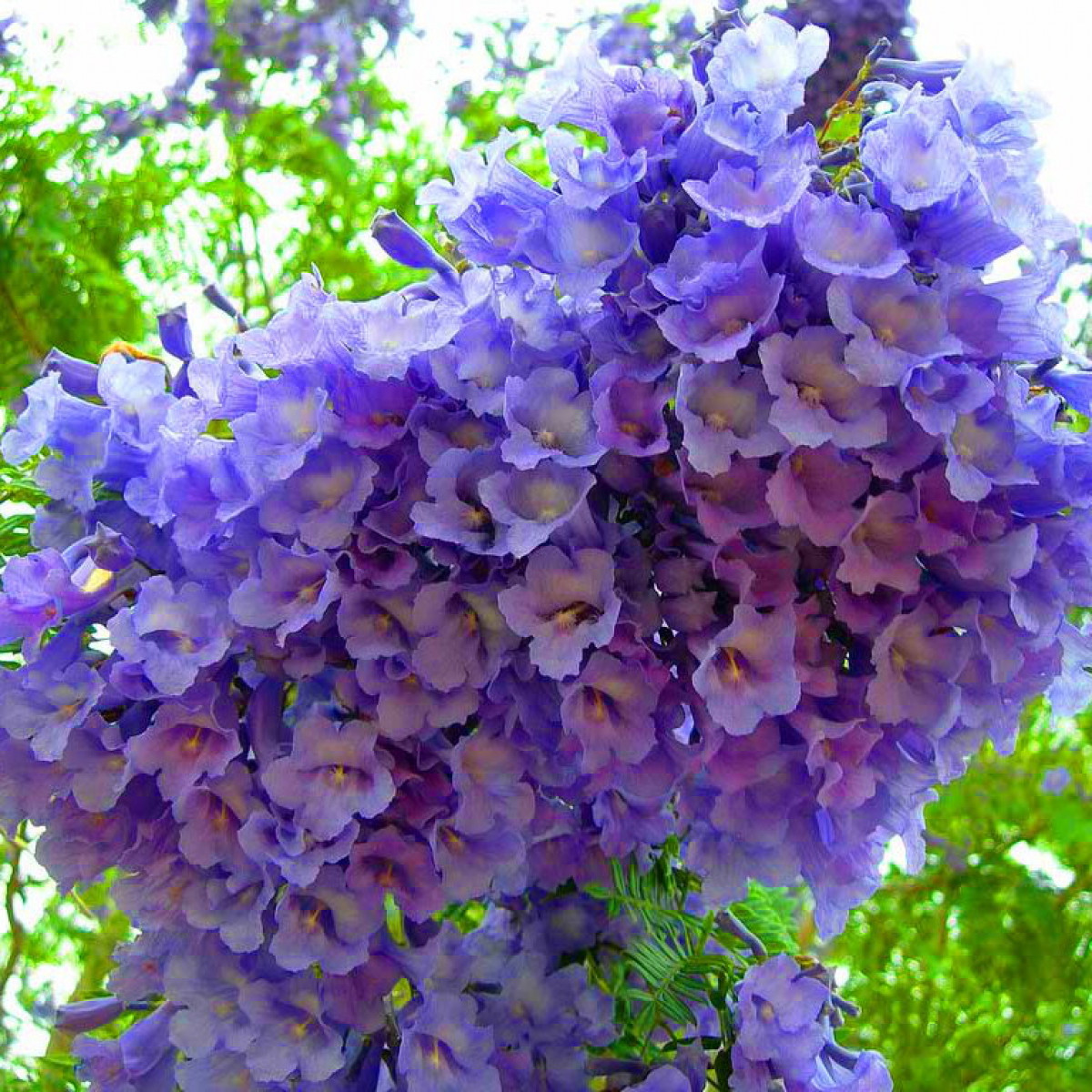 Palisandramedžio medžiai - gražus bet kurio sodo ar gatvės akcentas, išsiskiriantis ryškiais violetiniais ir mėlynais žiedais bei švelniais paparčio pavidalo lapais.