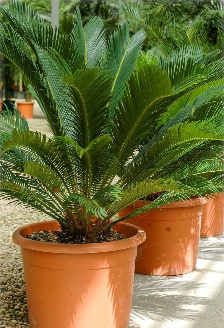 Paprastasis cikas (Cycas revoluta) - Nepaisant bendrinio pavadinimo, cikas nėra tikra palmė.