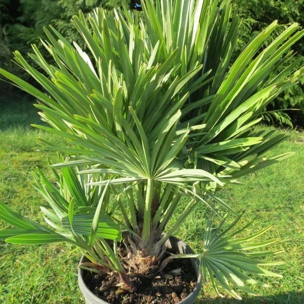 Paprastoji nykštukė yra žavus augalas, auginamas jau tūkstančius metų. Jis dar vadinamas Viduržemio jūros vėduokline palme ir yra kilęs iš Viduržemio jūros regiono